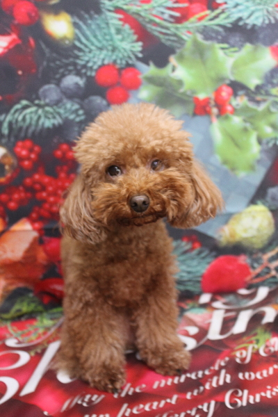 千葉県市川市のトイプードルのトリミング前画像