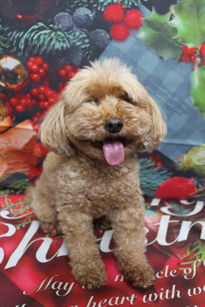 千葉県船橋市のトイプードルのトリミング前画像