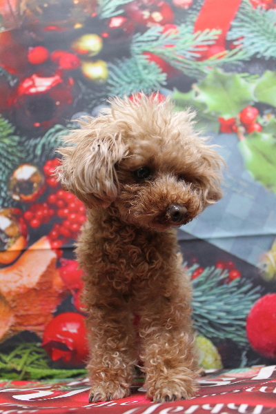 千葉県印西市のトイプードルのトリミング前画像