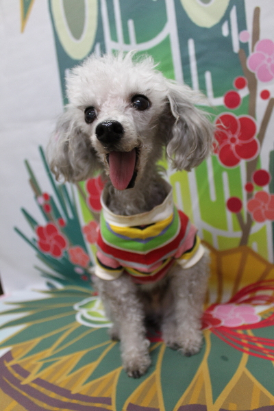 千葉県船橋市のトイプードルのトリミング前画像