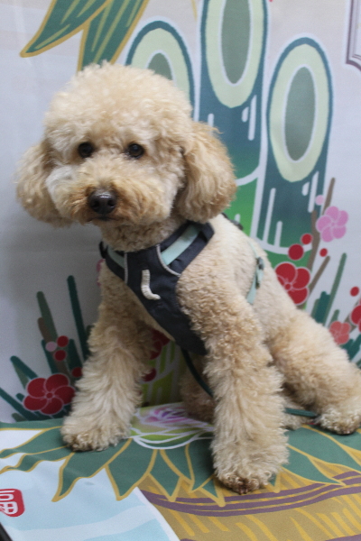 千葉県船橋市のトイプードルのトリミング前画像