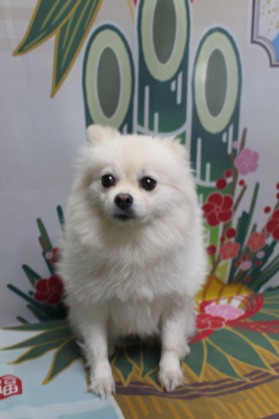東京都港区のポメラニアンのトリミング前画像