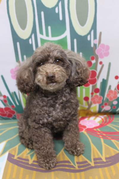 千葉県市川市のトイプードルのトリミング前画像