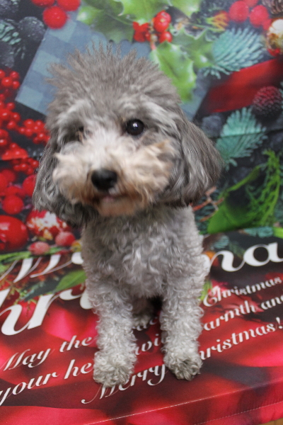 トイプードルブリーダーの成犬、トリミング画像