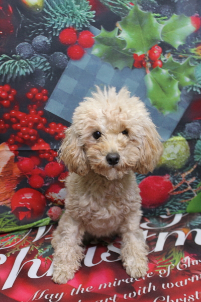 トイプードルブリーダーの成犬、トリミング画像