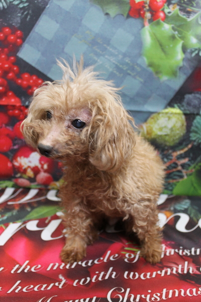 トイプードルブリーダーの成犬、トリミング前画像