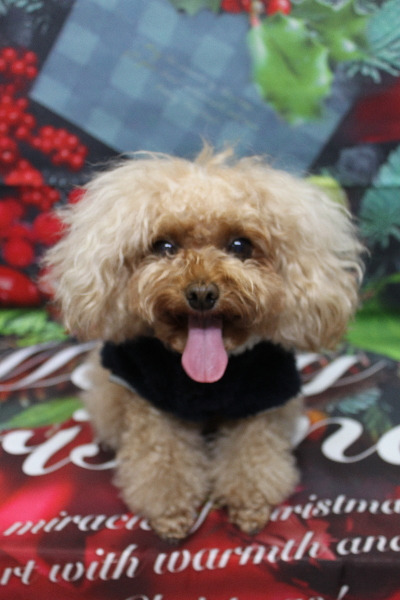 千葉県千葉市のトイプードルのトリミング前画像