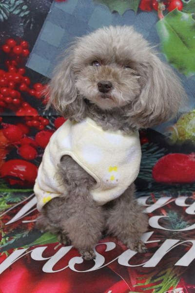 千葉県船橋市のトイプードルのトリミング前画像