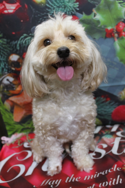 千葉県鎌ヶ谷市のミックス犬のトリミング前画像