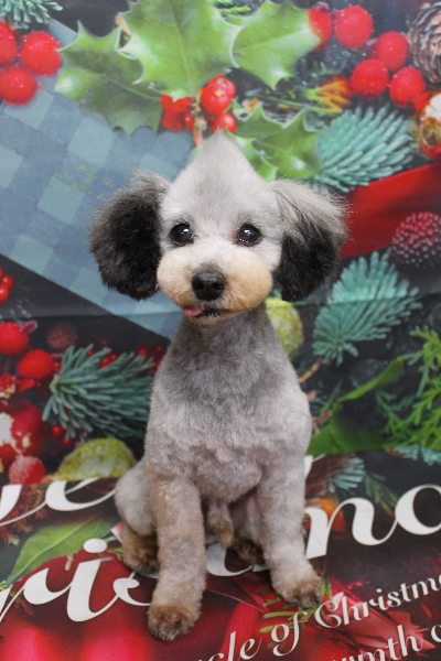 トイプードルブリーダーの成犬、トリミング画像