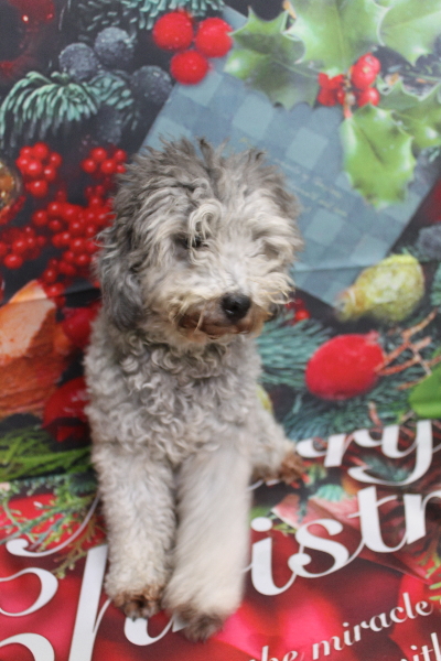 トイプードルブリーダーの成犬、トリミング前画像