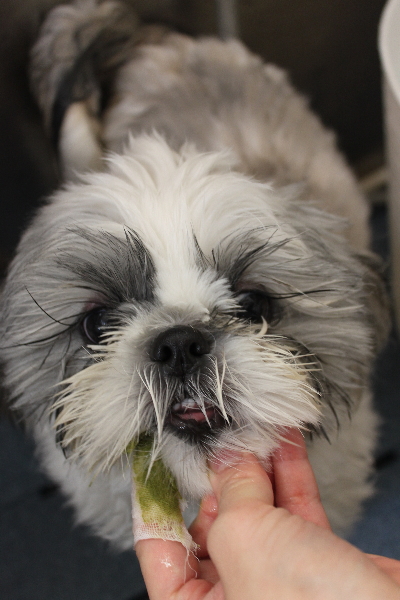 千葉県松戸市のシーズーの歯磨き画像
