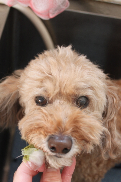 千葉県松戸市のトイプードルの歯磨き画像