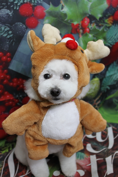 千葉県船橋市のトイプードルのトリミング画像