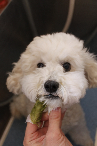 千葉県松戸市のミックス犬の歯磨き画像