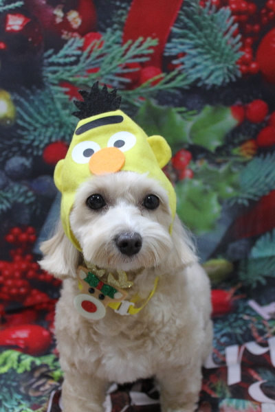 千葉県鎌ヶ谷市のミックス犬のトリミング画像