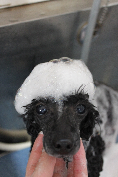 千葉県船橋市のトイプードルのシャンプー画像