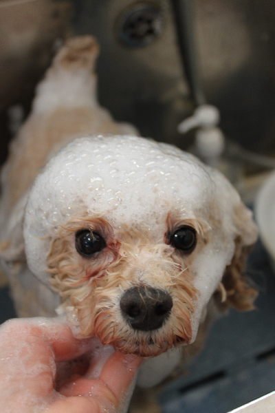 千葉県鎌ケ谷市のトイプードルのシャンプー画像