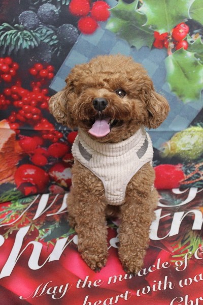 千葉県鎌ケ谷市トイプードルのトリミング前画像