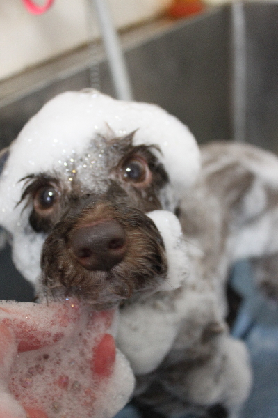 千葉県千葉市のトイプードルのシャンプー画像