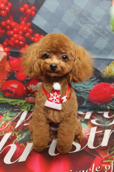 千葉県船橋市のトイプードルのトリミング画像