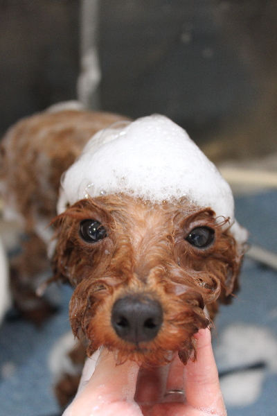 千葉県船橋市のトイプードルのシャンプー画像