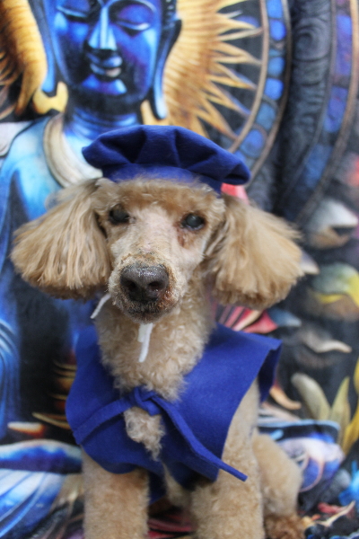 千葉県花見川区トイプードルのトリミング画像