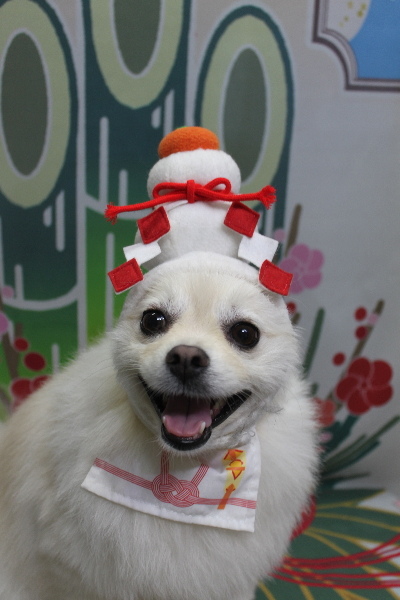 東京都港区のポメラニアンのトリミング画像