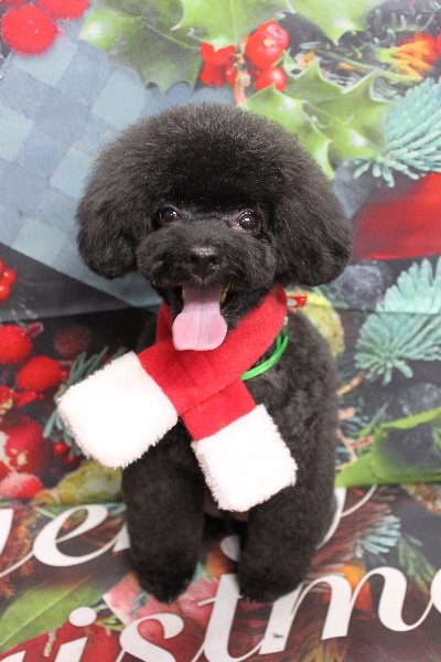 千葉県船橋市のトイプードルのトリミング画像