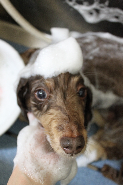 千葉県松戸市のミニチュアダックスのシャンプー画像