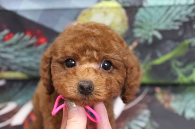 トイプードルブリーダーの子犬、トリミング画像