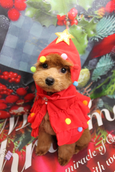 千葉県船橋市のトイプードルのトリミング画像