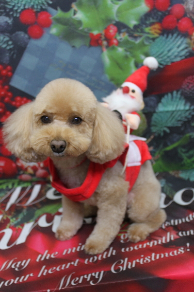 千葉県佐倉市のトイプードルのトリミング画像