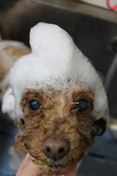 千葉県船橋市のトイプードルのシャンプー画像