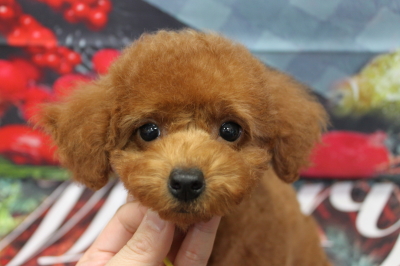 トイプードルブリーダーの子犬、トリミング画像