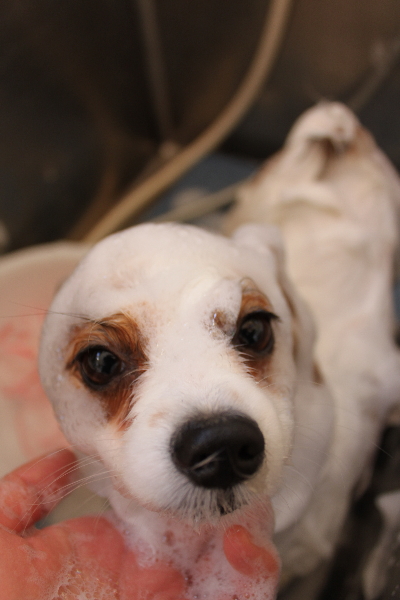 千葉県鎌ヶ谷市のパピヨンのシャンプー画像