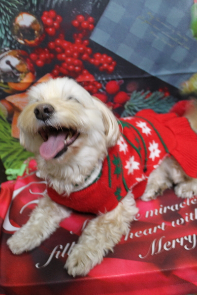 千葉県鎌ケ谷市のミックス犬のトリミング前画像