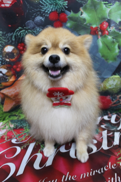 千葉県船橋市ポメラニアンのトリミング画像