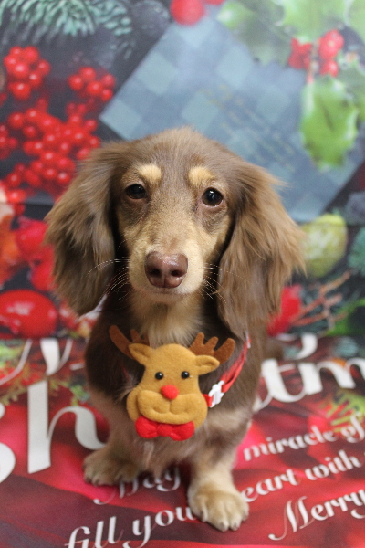 千葉県船橋市のミニチュアダックスのトリミング画像