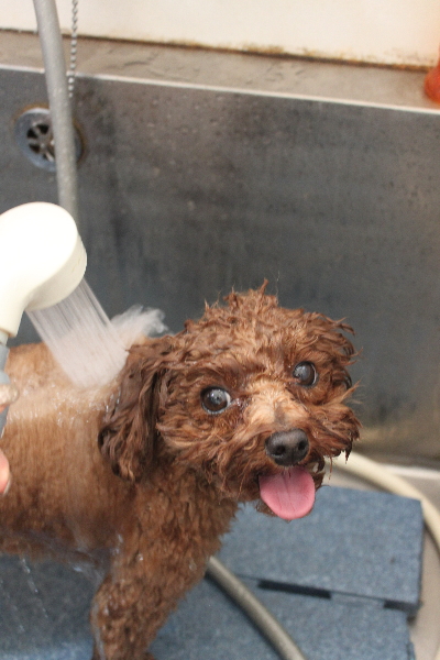 千葉県鎌ケ谷市トイプードルのオゾンシャワー画像