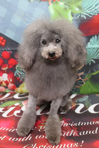 トイプードルブリーダーの成犬、トリミング画像