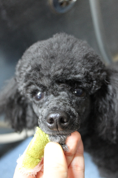 千葉県鎌ヶ谷市のトイプードルの歯磨き画像