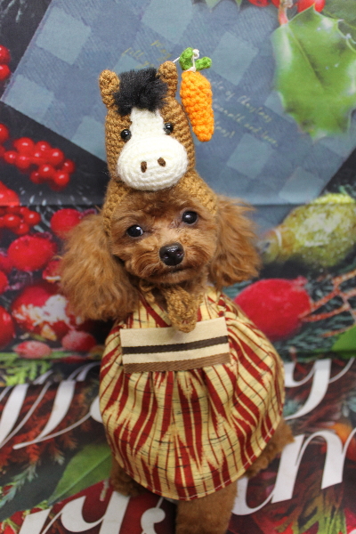 千葉県船橋市のトイプードルのトリミング画像