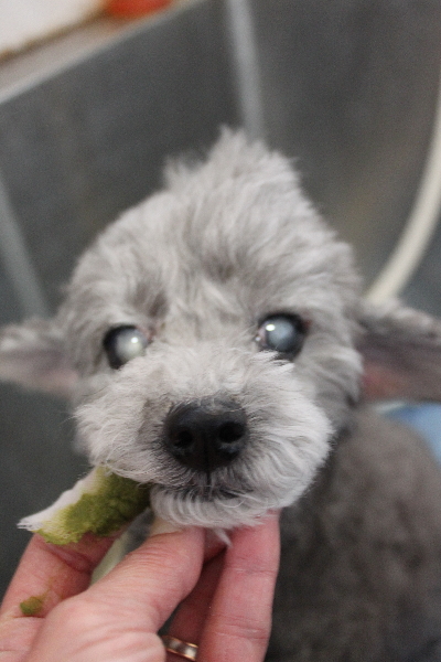 千葉県船橋市のトイプードルの歯磨き画像