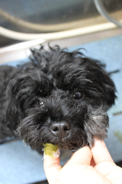 千葉県鎌ヶ谷市のトイプードルの歯磨き画像