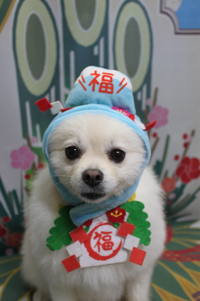 東京都港区のポメラニアンのトリミング画像