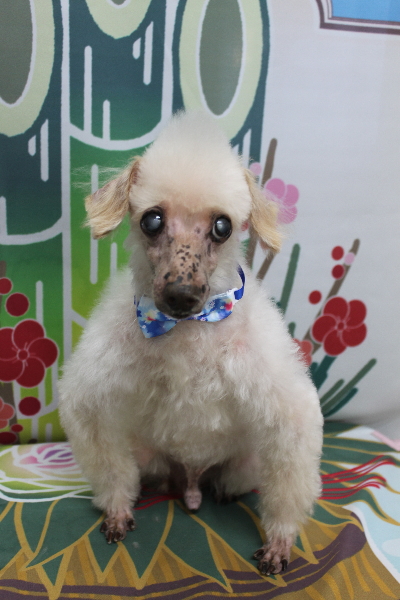 千葉県船橋市のトイプードルのトリミング画像