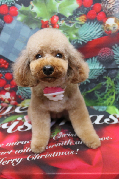 千葉県鎌ヶ谷市のトイプードルのトリミング画像