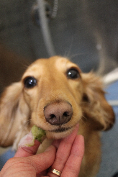 千葉県船橋市のミニチュアダックスの歯磨き画像