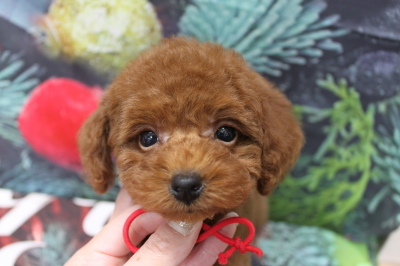 トイプードルブリーダーの子犬、トリミング画像